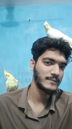 Lutino Cockatiel