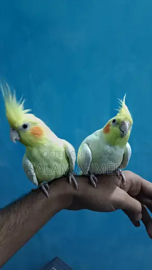 Lutino Cockatiel