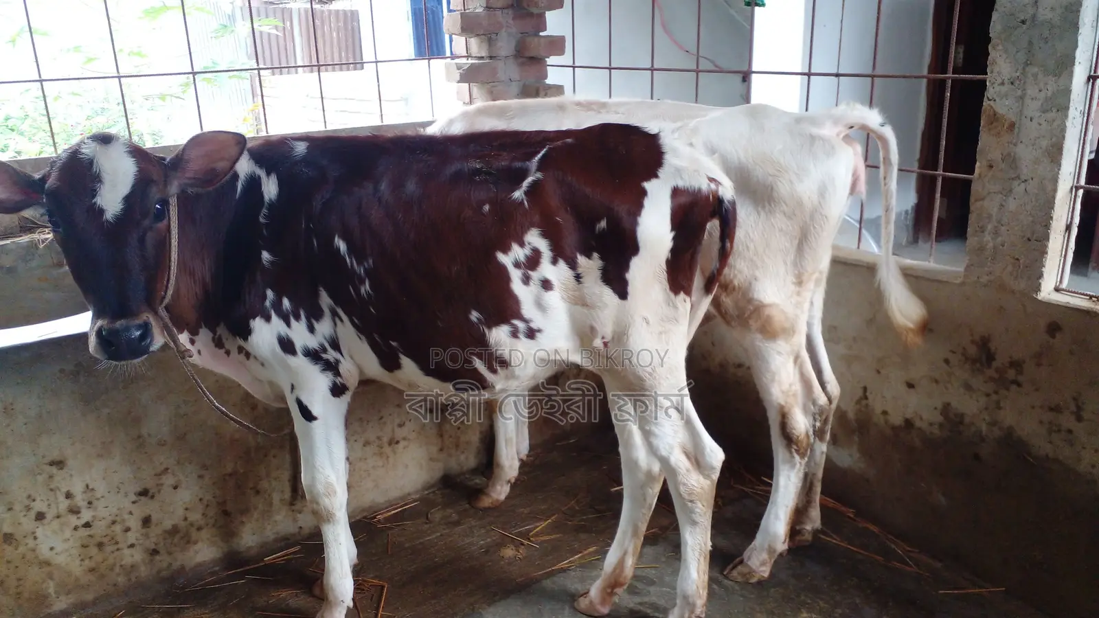 No. 1047 Two high-quality heifers for sale.