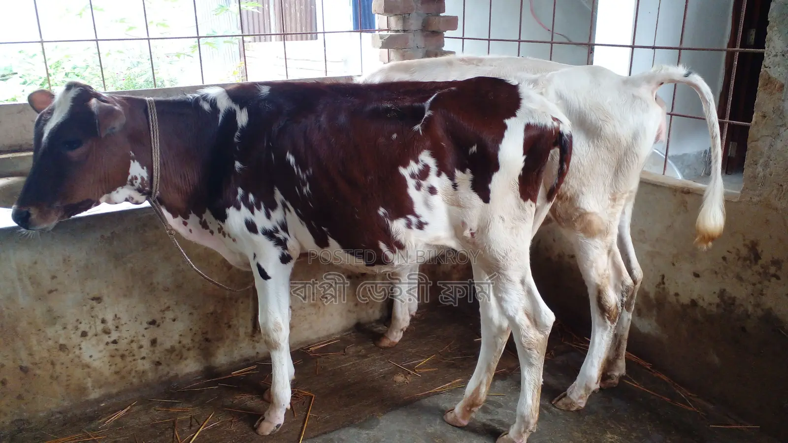 No. 1047 Two high-quality heifers for sale.