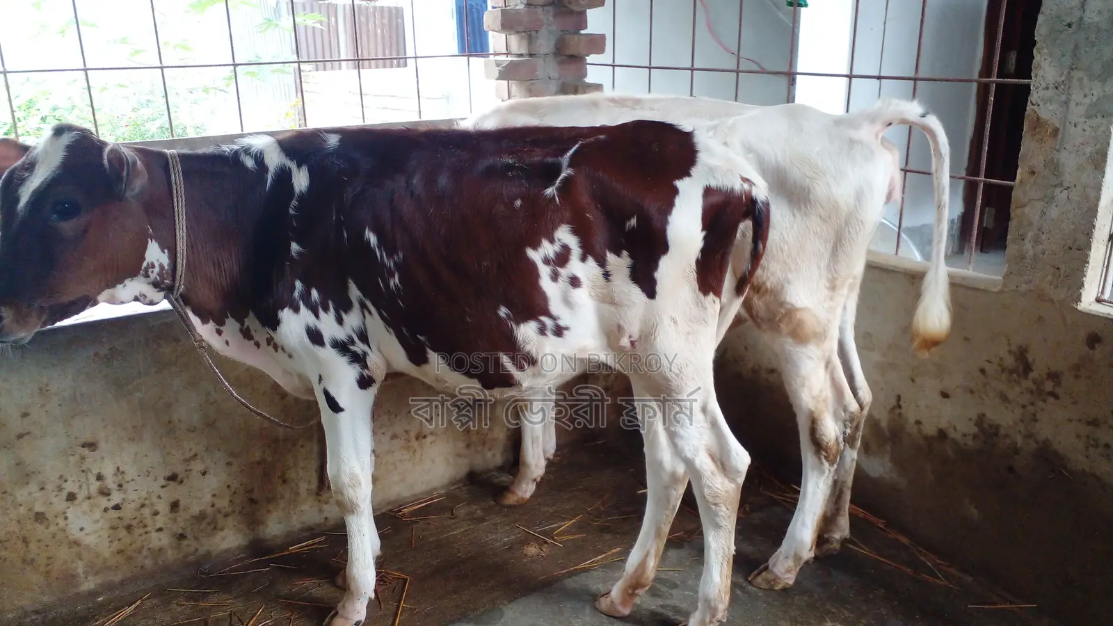 No. 1047 Two high-quality heifers for sale.
