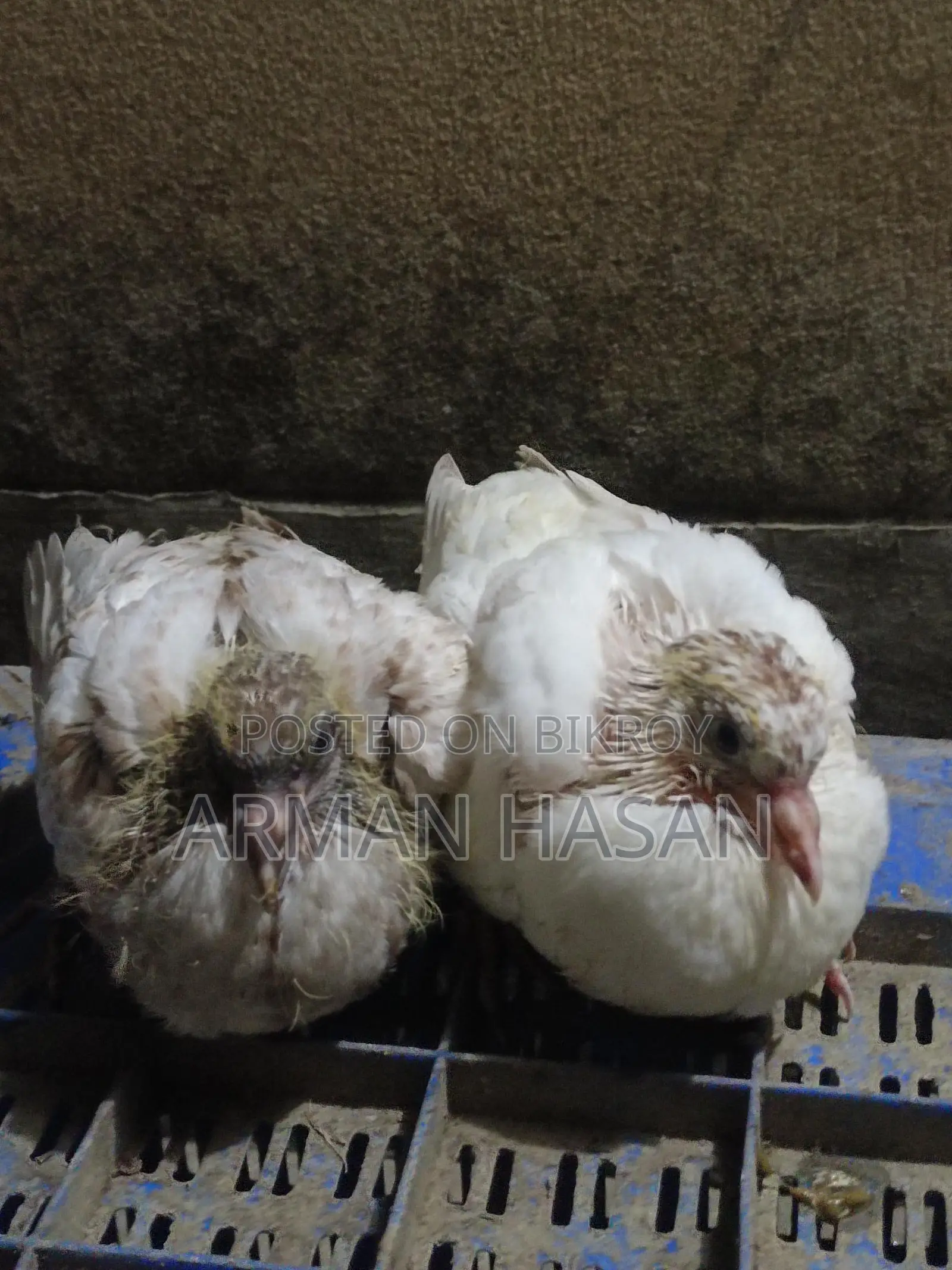 Pigeon chicks