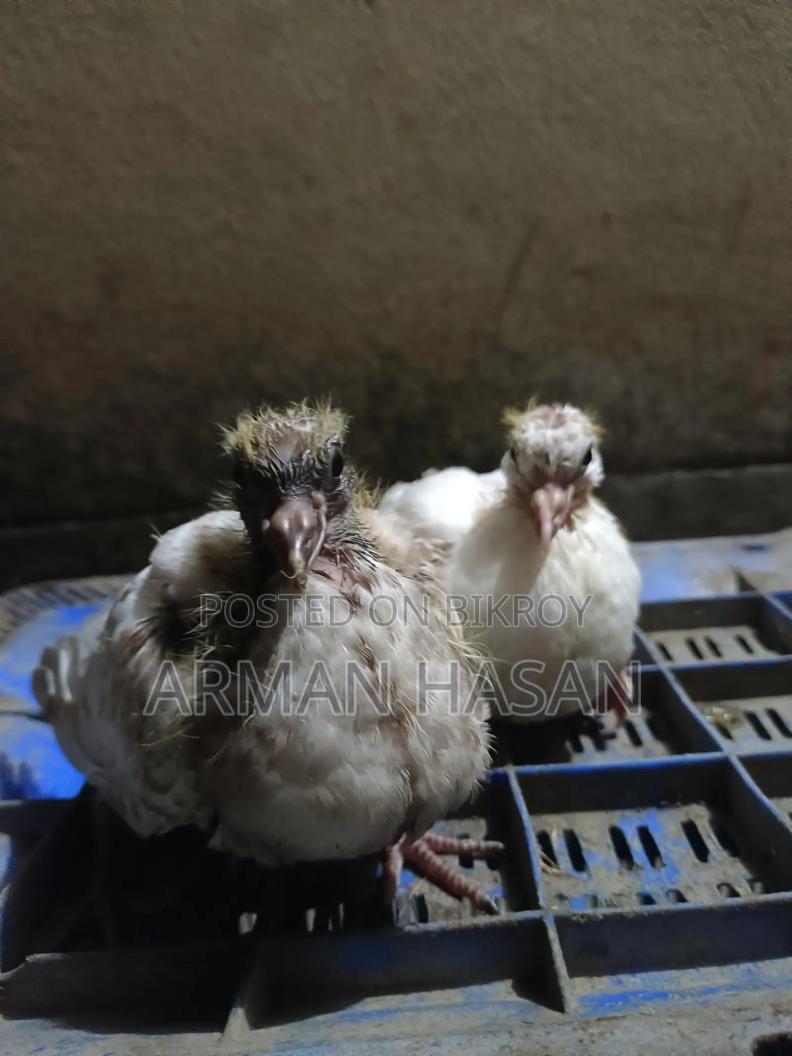 Pigeon chicks