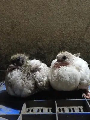 Pigeon chicks