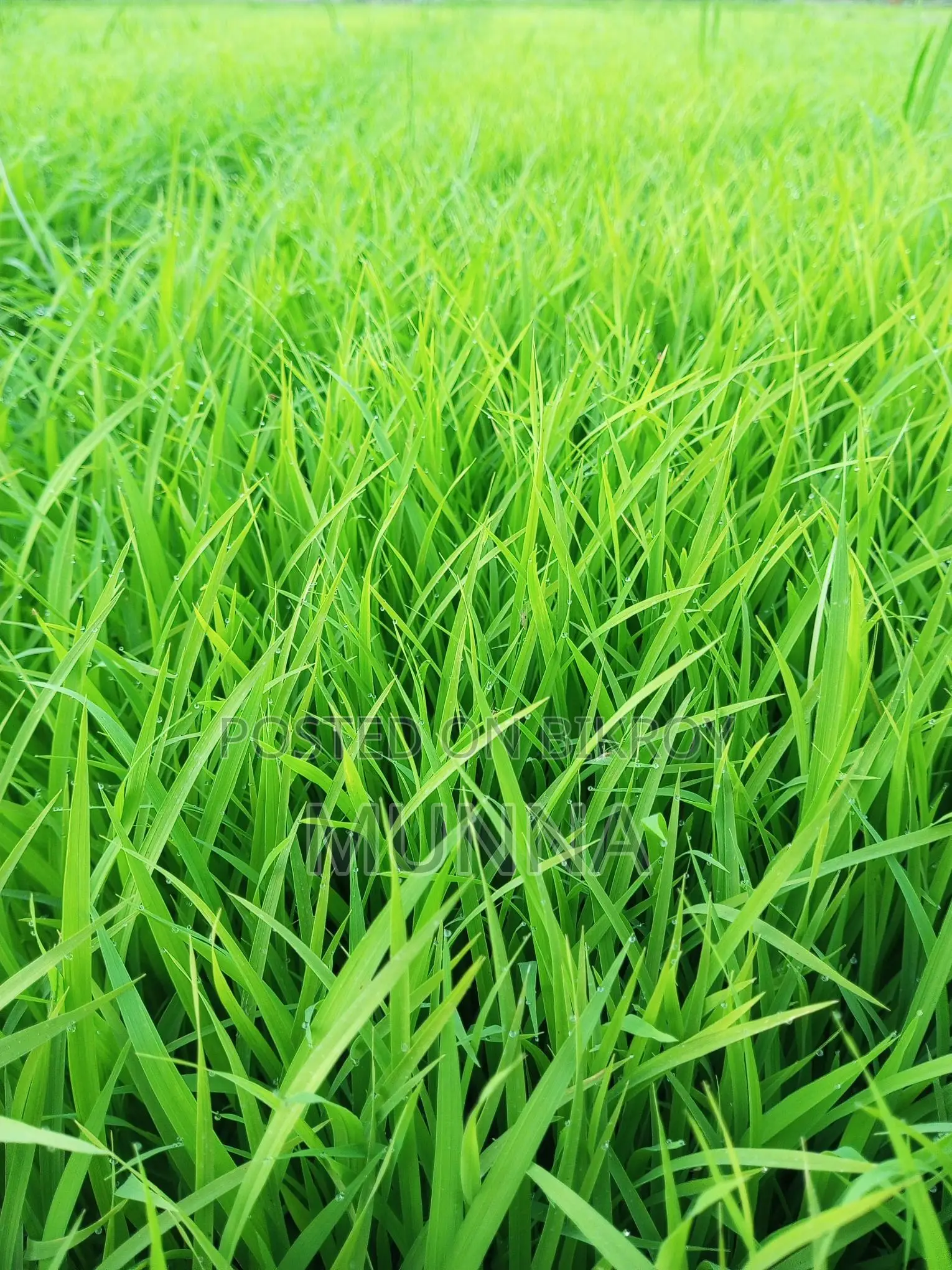 ধানের বিচন