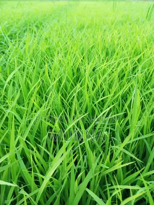 ধানের বিচন