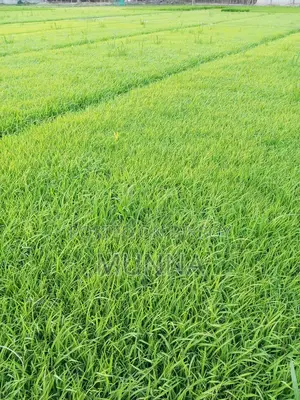 ধানের বিচন