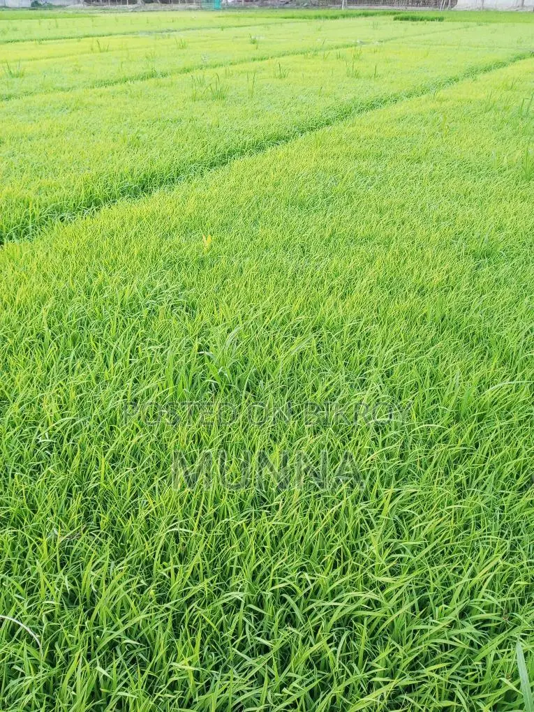 ধানের বিচন