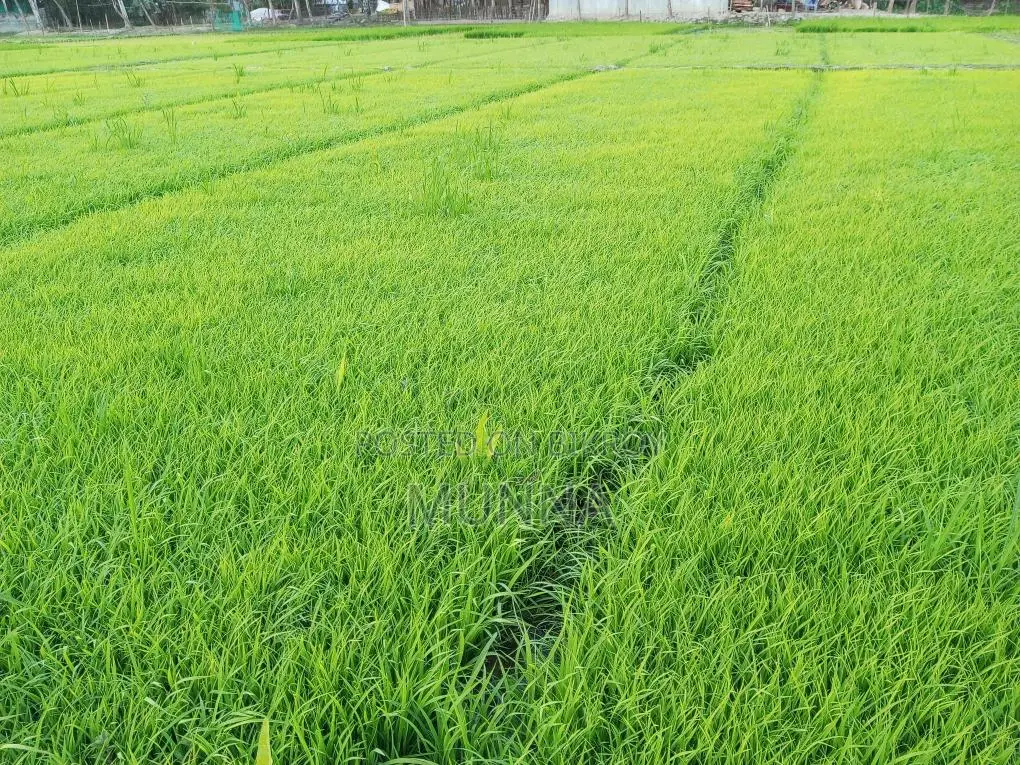 ধানের বিচন