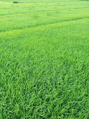 ধানের বিচন