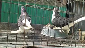 Black Lahore for sale