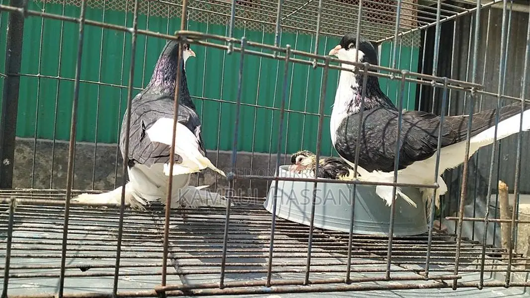 Black Lahore for sale