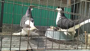 Black Lahore for sale