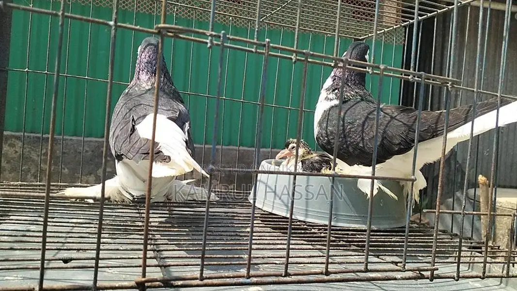 Black Lahore for sale