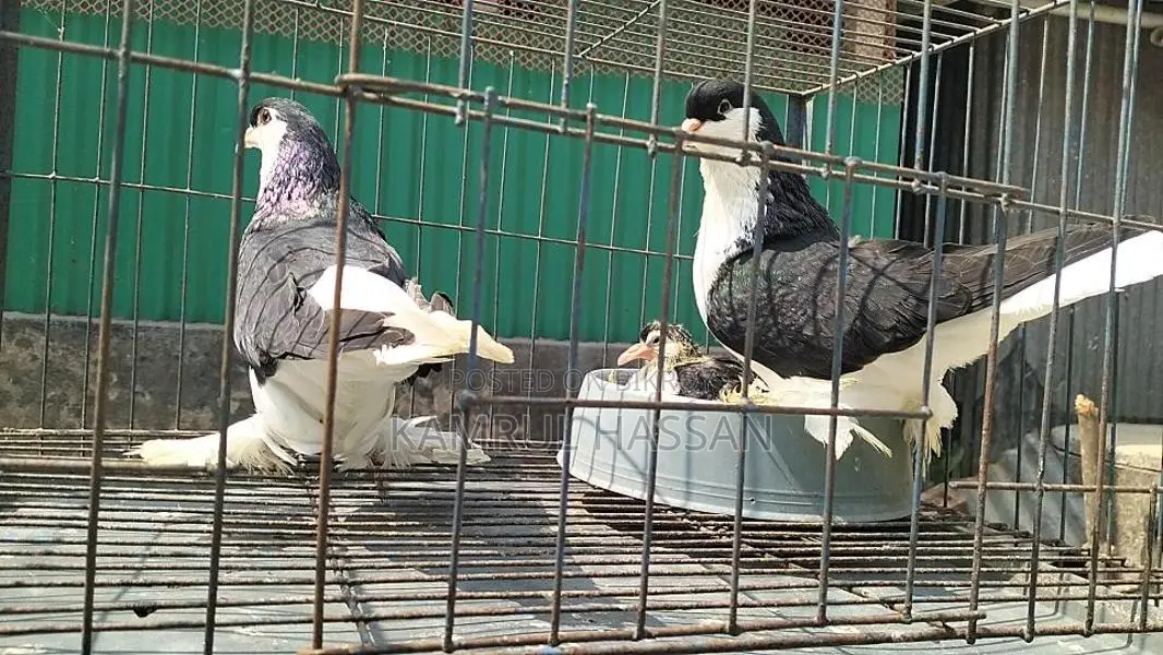 Black Lahore for sale