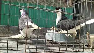 Black Lahore for sale