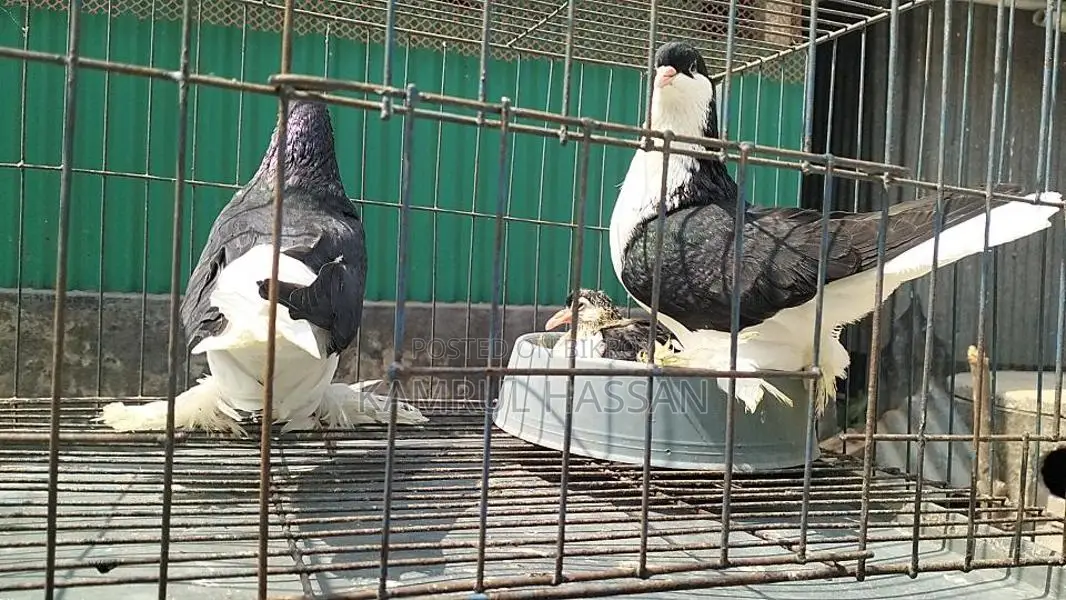 Black Lahore for sale