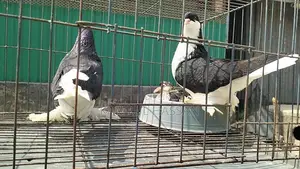 Black Lahore for sale