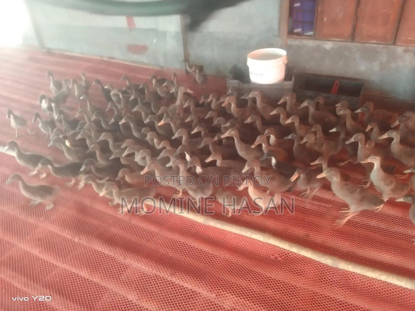 1.5-Month-Old Khaki Campbell Ducklings