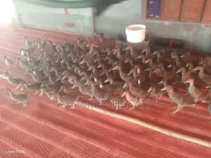 1.5-Month-Old Khaki Campbell Ducklings