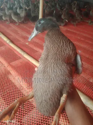 1.5-Month-Old Khaki Campbell Ducklings