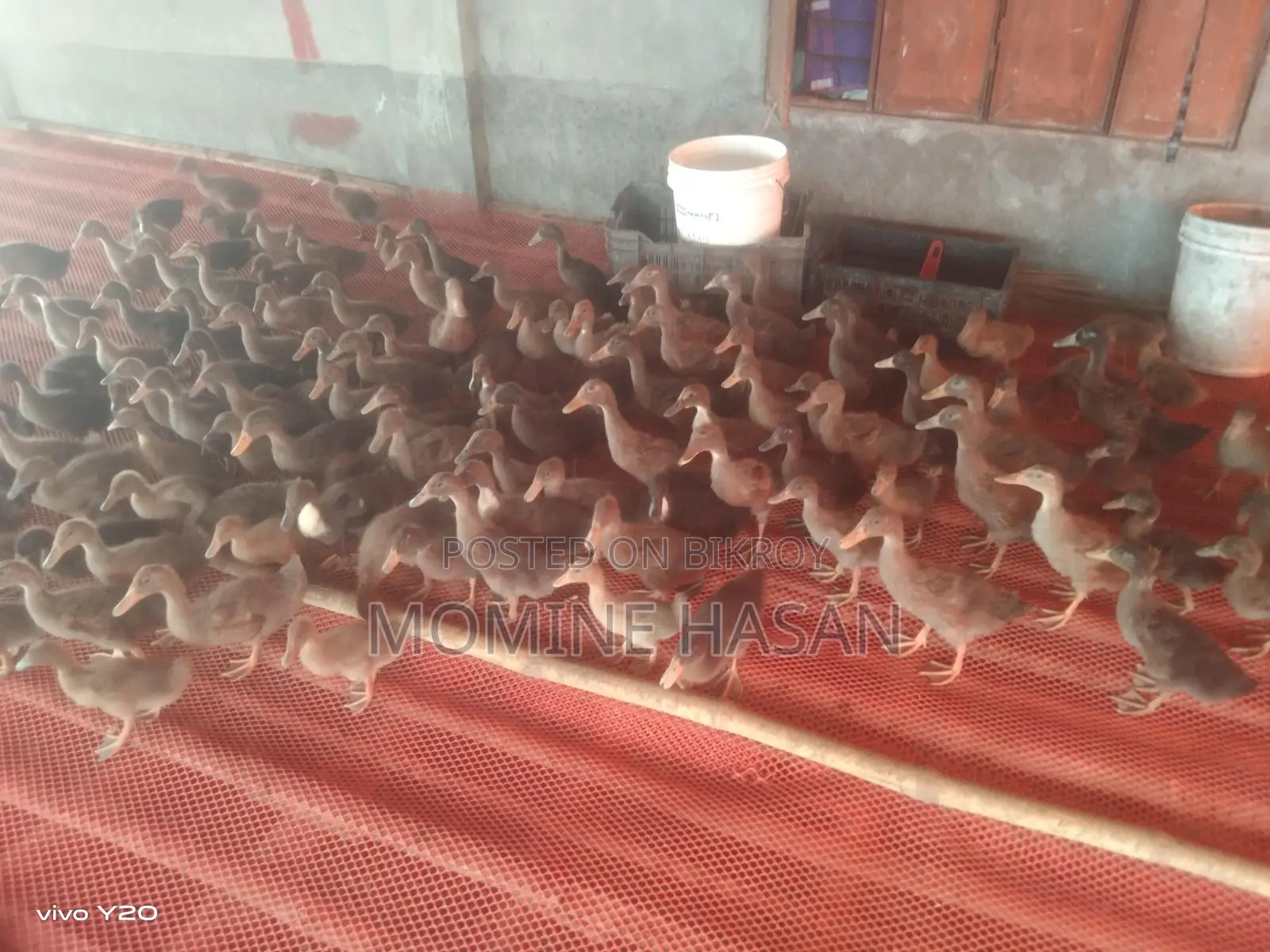 1.5-Month-Old Khaki Campbell Ducklings