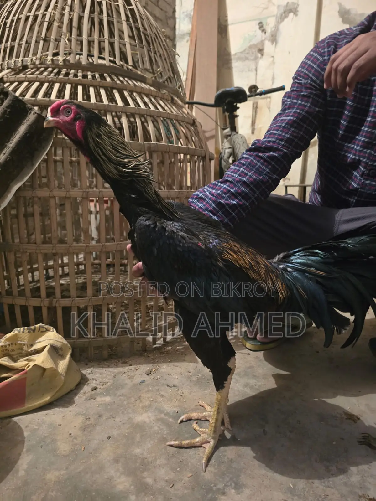 5 Asil Hens and 1 Rooster