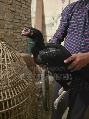 5 Asil Hens and 1 Rooster