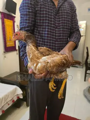 5 Asil Hens and 1 Rooster
