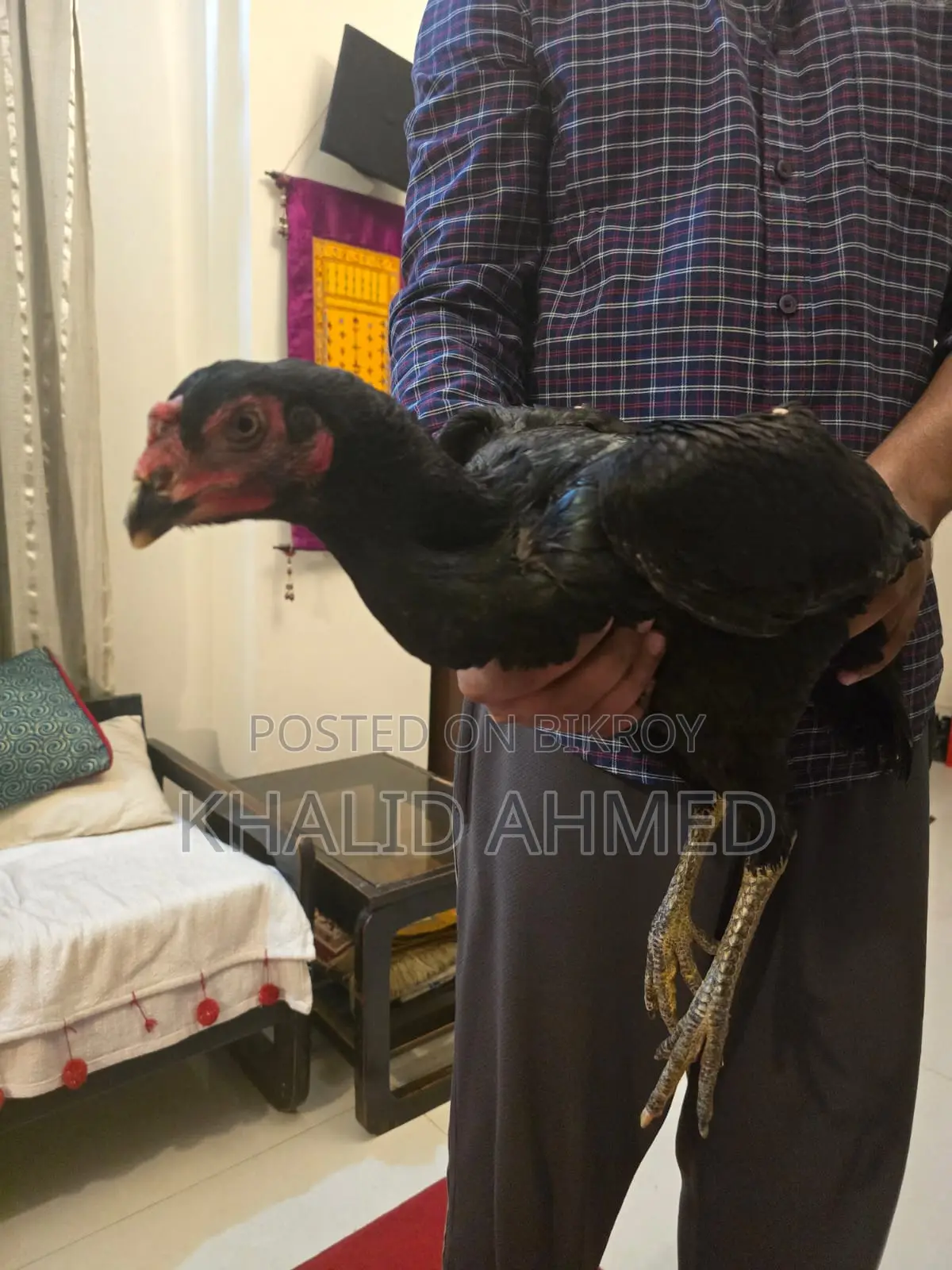 5 Asil Hens and 1 Rooster