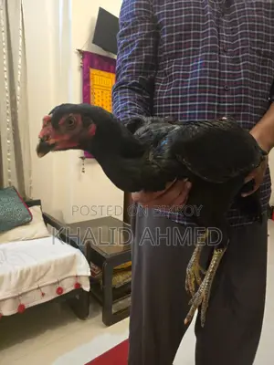 5 Asil Hens and 1 Rooster