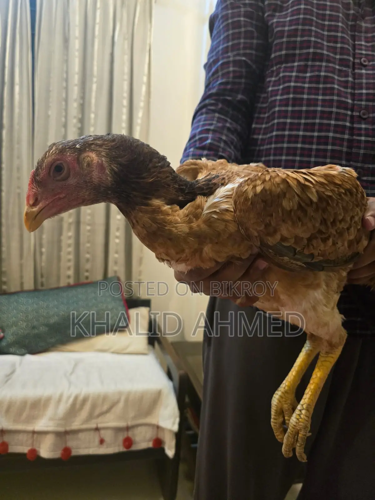 5 Asil Hens and 1 Rooster