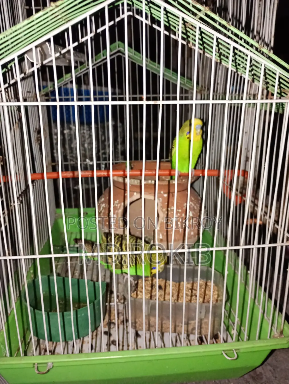 Urgent: Pair of birds for sale with cage.