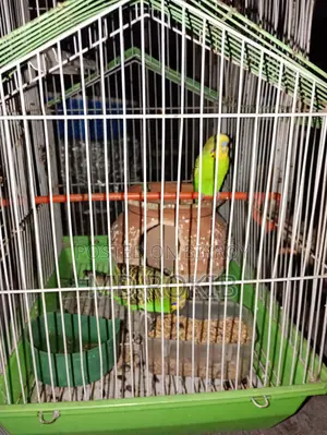 আজেন্ট এক জোড়া পাখি খাঁচাসহ বিক্রি হবে।