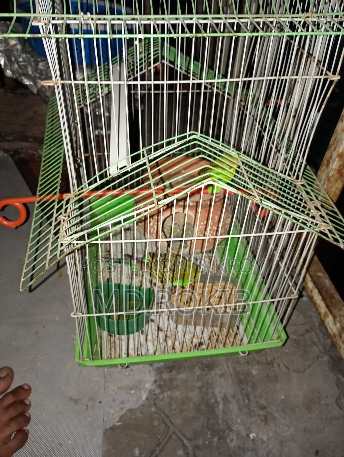 Urgent: Pair of birds for sale with cage.