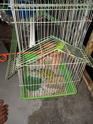 Urgent: Pair of birds for sale with cage.
