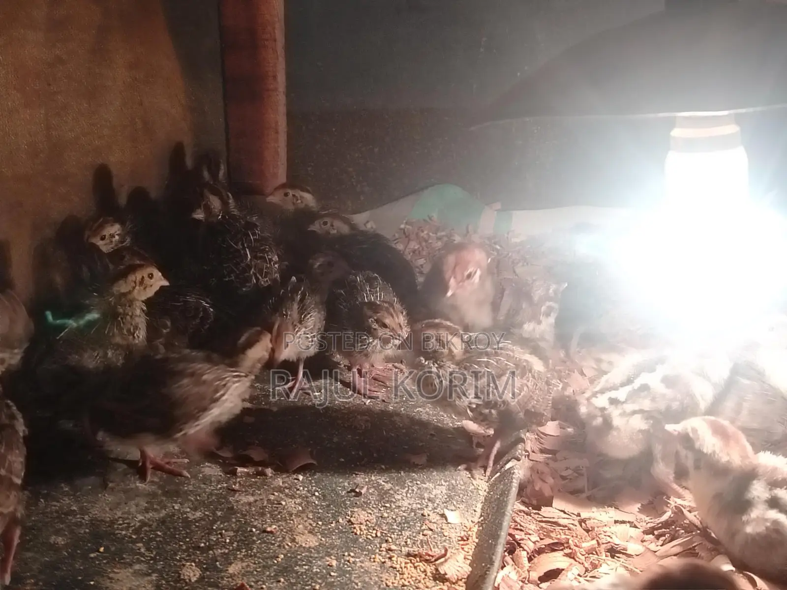 Ten-Day-Old Quail Chicks
