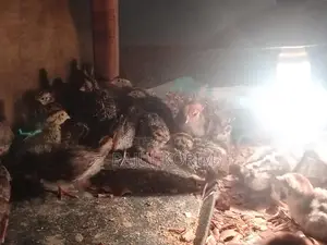 Ten-Day-Old Quail Chicks