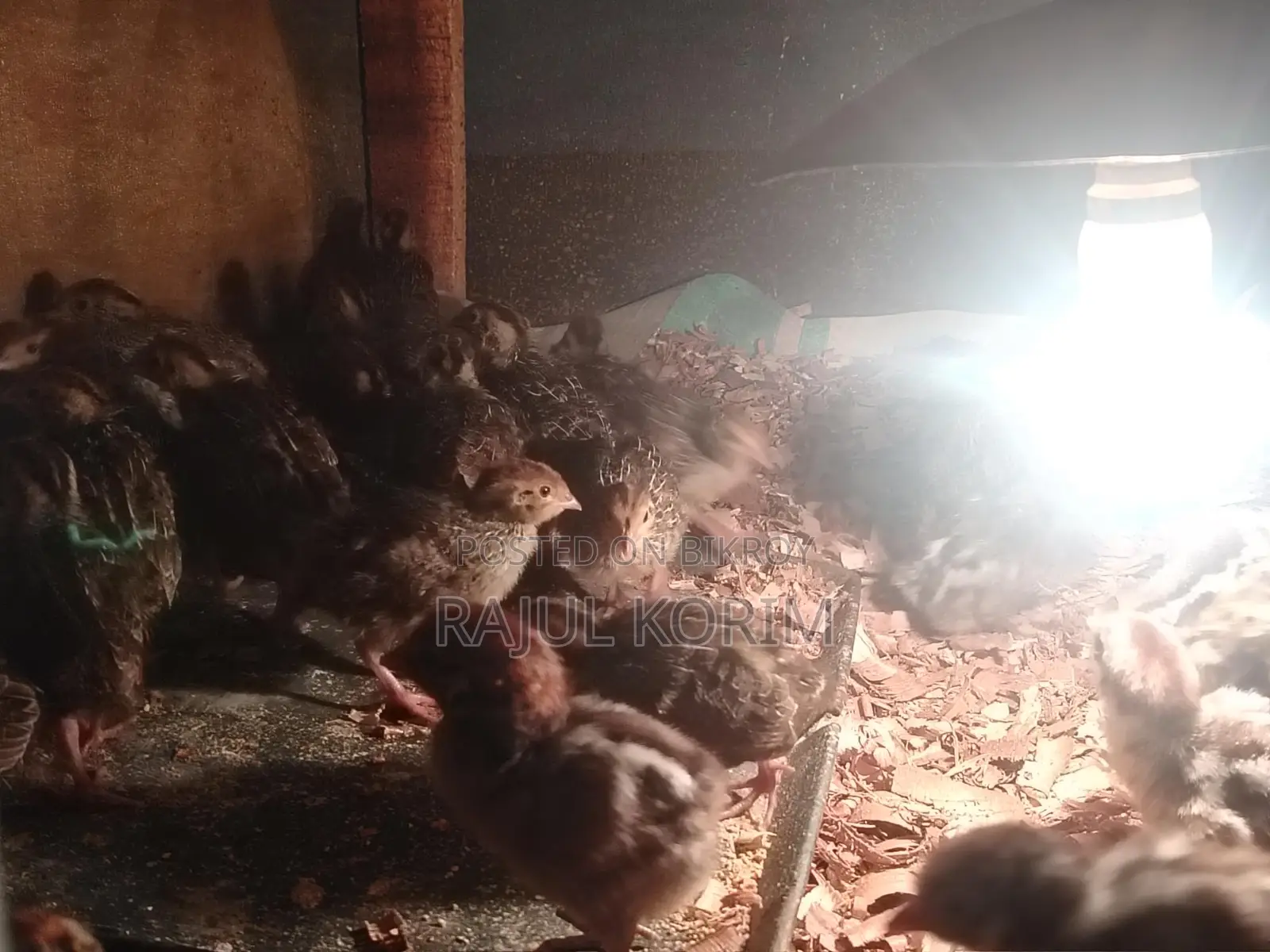 Ten-Day-Old Quail Chicks