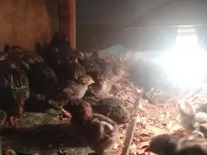 Ten-Day-Old Quail Chicks