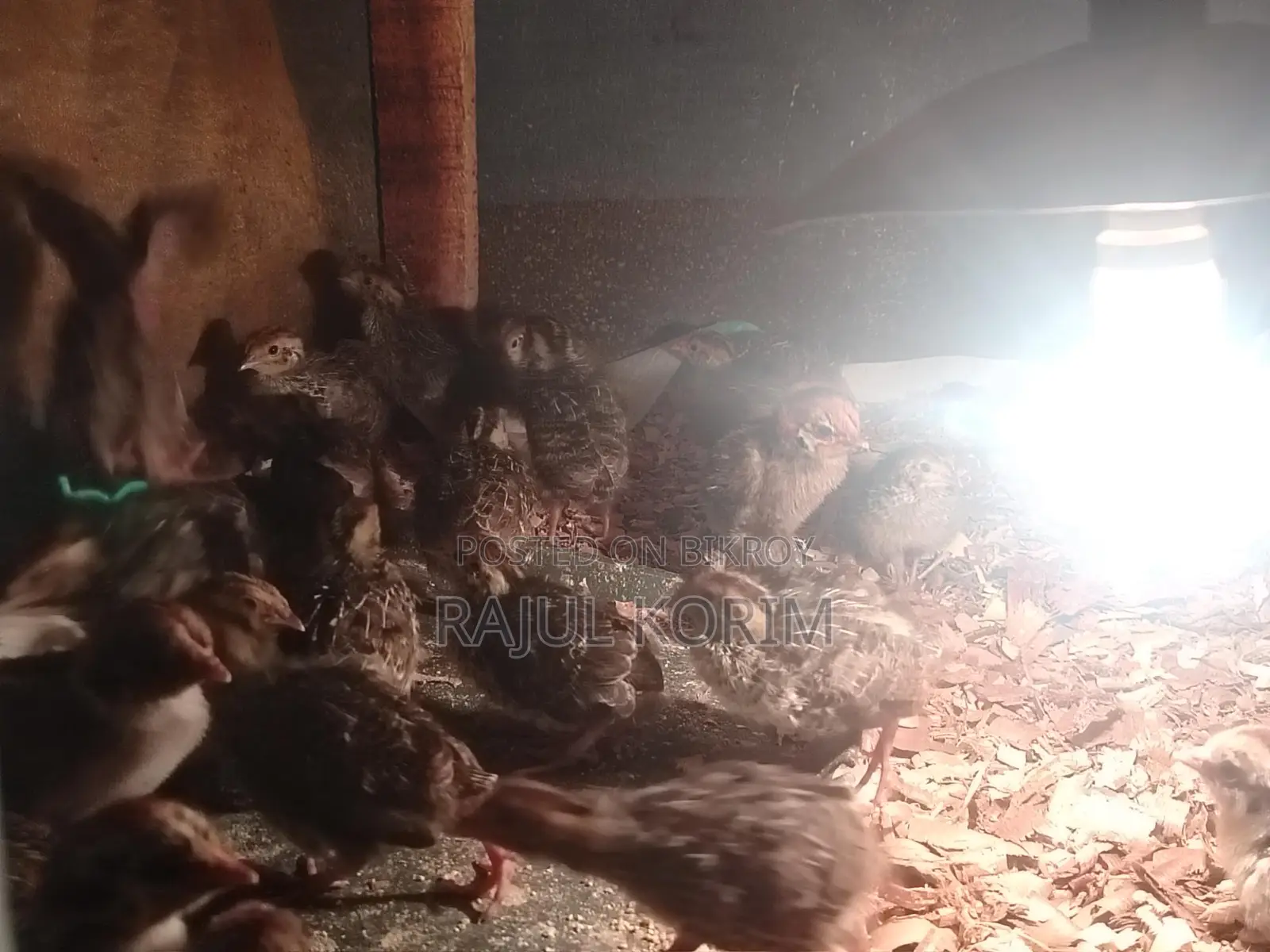 Ten-Day-Old Quail Chicks