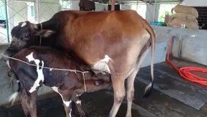 উন্নত জাতের গাভী ।(১০১৬নং)