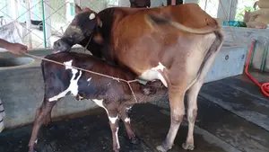 উন্নত জাতের গাভী ।(১০১৬নং)