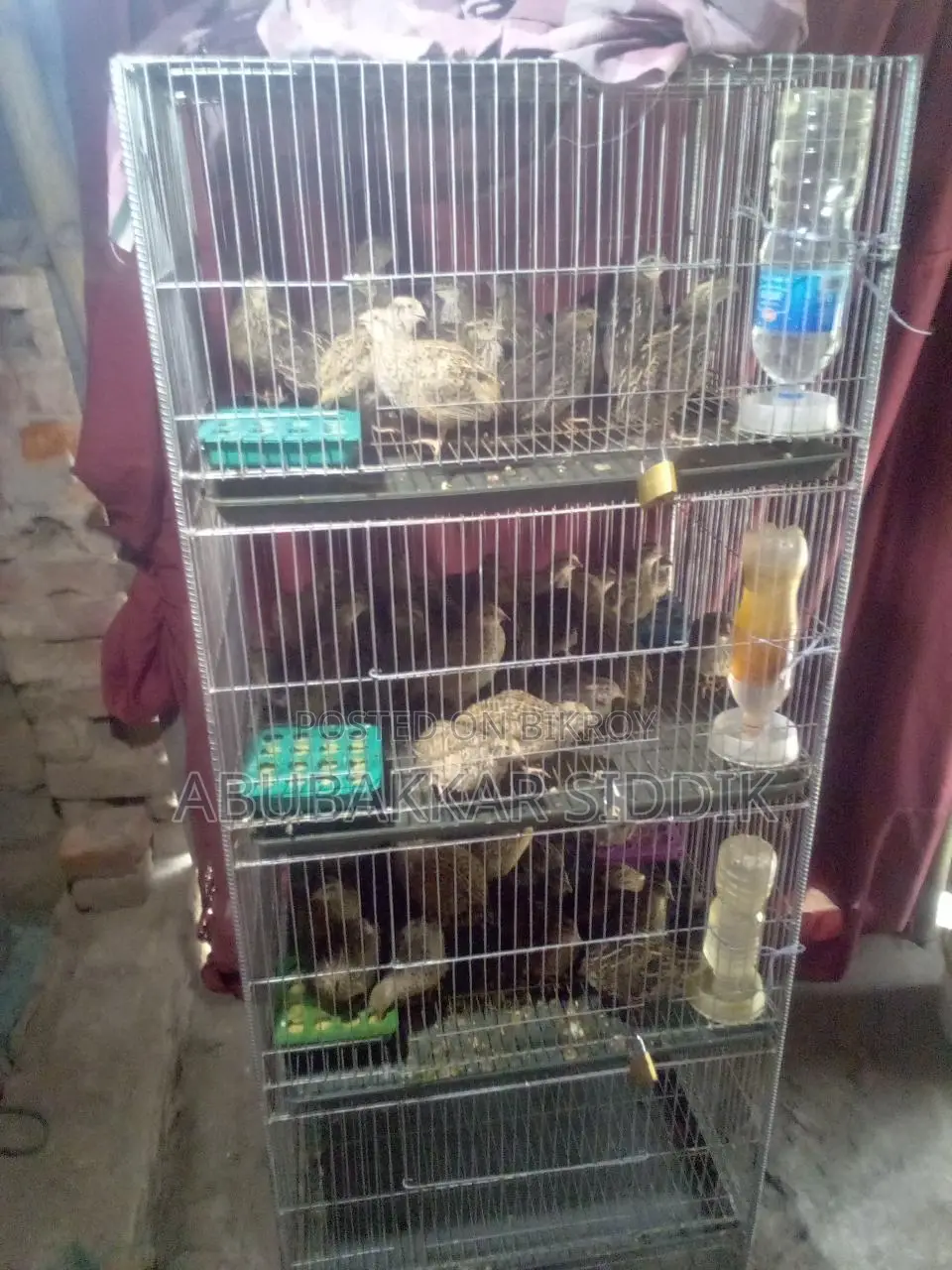 High-Quality Koel