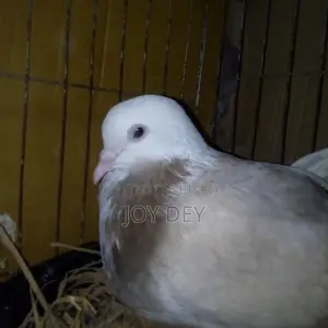 Peshawari Siraj Pigeon