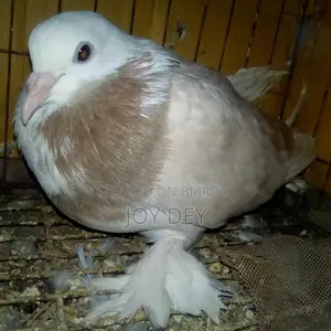 Peshawari Siraj Pigeon