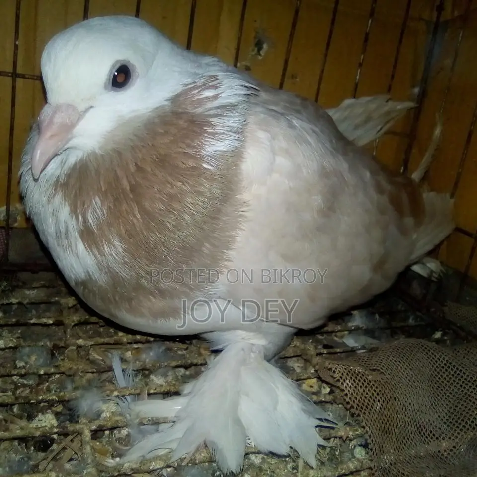 Peshawari Siraj Pigeon