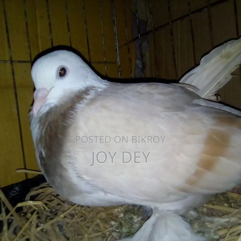 Peshawari Siraj Pigeon