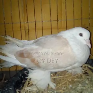 Peshawari Siraj Pigeon
