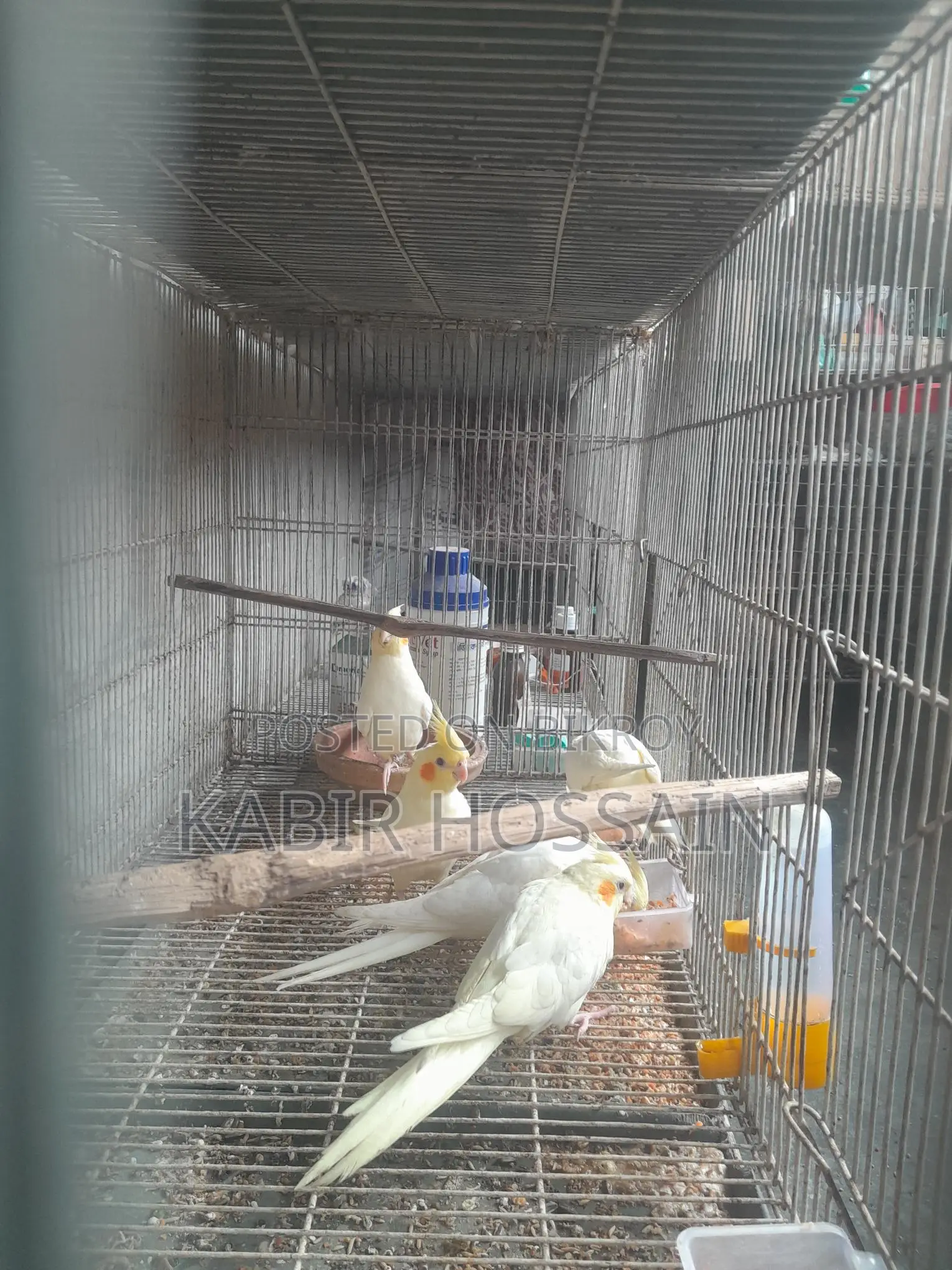 ককাটেল পাখি